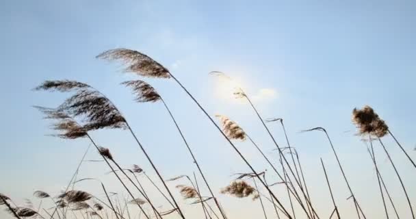 Phragmites i vind med blå himmel bakgrund. Närbild — Stockvideo