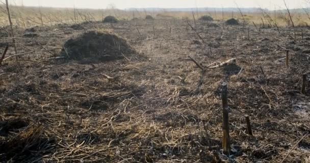 Burned dry grass. Charred remains of vegetation and shrubs in the spring meadow. Grass fires — Stock Video