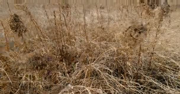 Высокая сухая трава качается из-за ветра в большом поле в солнечный весенний день. Закрыть — стоковое видео