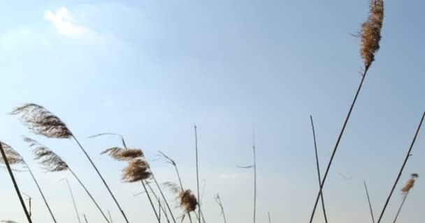 Phragmites i vind med blå himmel bakgrund. Närbild — Stockvideo