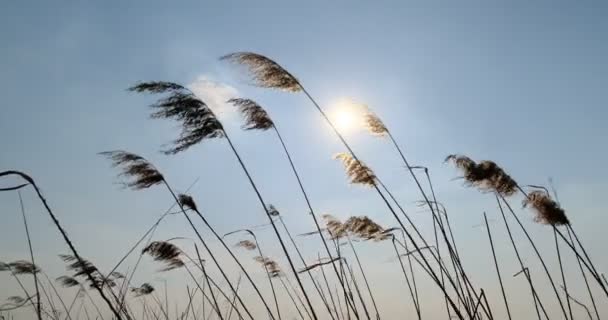 Phragmites szélben kék ég háttér. Közelről. — Stock videók