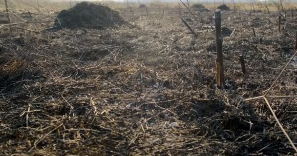 Spálená suchá tráva. Ohořelé zbytky vegetace a křovin na jarní louce. Travní požáry — Stock video