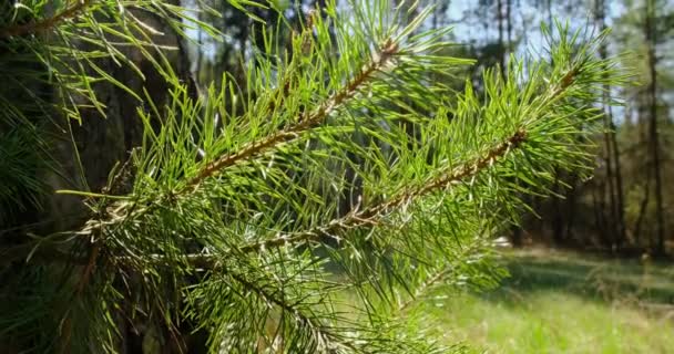 Las ramas de los árboles de coníferas al sol. Primer plano — Vídeos de Stock