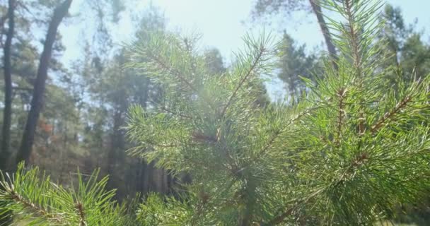 Barrträd grenar sig vid solen. Närbild — Stockvideo