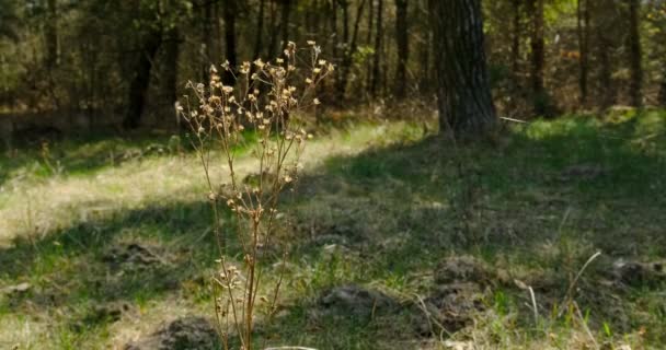 Żółta trawa widok z bliska — Wideo stockowe