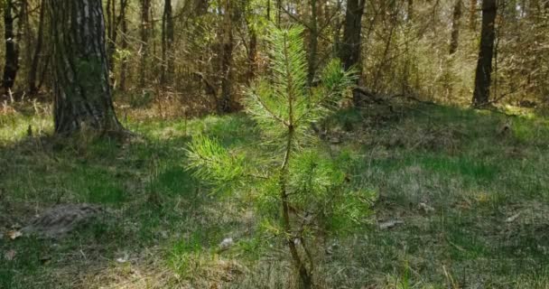 Nadelbaumzweige in der Sonne. Nahaufnahme — Stockvideo