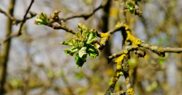 Unga fräscha vårlöv darrar på vinden. Tunn trädgren med färska gröna blad på naturen bakgrund — Stockvideo