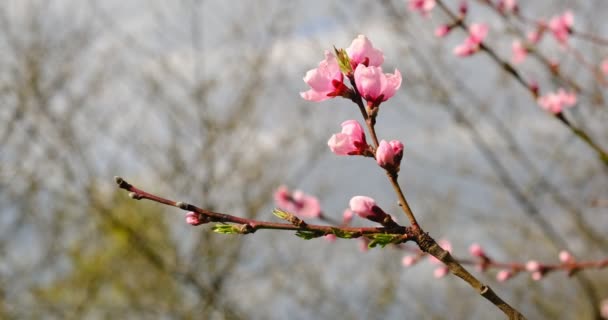 Junge frische Frühlingsblätter zittern im Wind. Dünner Ast mit frischen grünen Blättern auf Naturhintergrund — Stockvideo