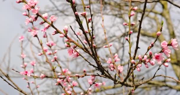 어린 싱싱 한 봄은 바람에 떨면서 떠난다. 참나무 가지와 자연 속에 있는 싱싱 한 푸른 잎들 — 비디오