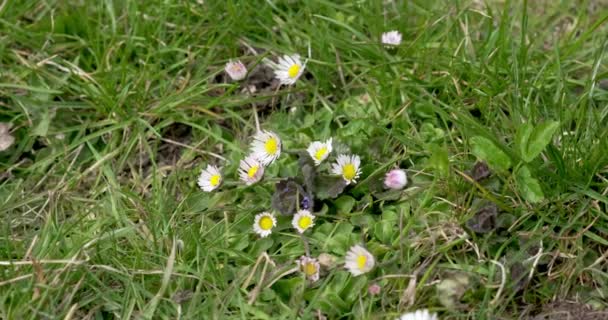 Jarní příroda louka květiny pohled. Letní heřmánek květ na zelené trávě — Stock video