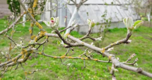 Daun musim semi muda menggigil karena angin. Cabang pohon tipis dengan daun hijau segar pada latar belakang alam — Stok Video