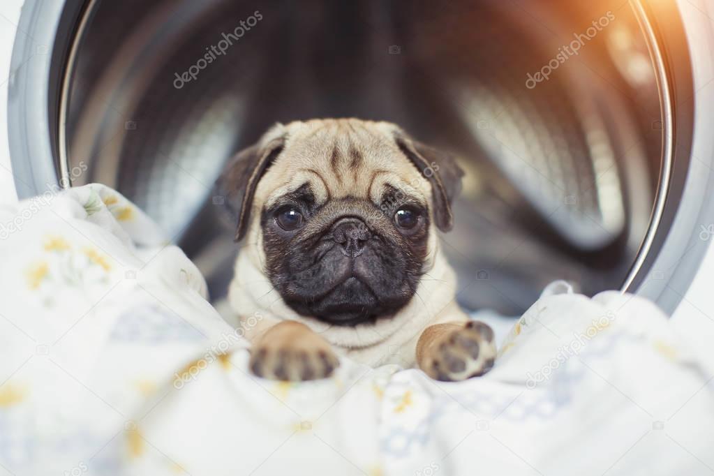 Puppy pug lies on the bed linen in the washing machine.