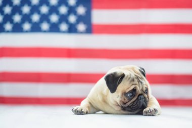 Bağımsızlık günü Amerikan bayrağı arka üzerinde güzel bej köpek pug.
