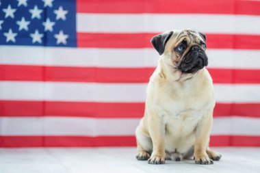 Bağımsızlık günü Amerikan bayrağı arka üzerinde güzel bej köpek pug.