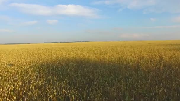 Un campo de trigo — Vídeo de stock