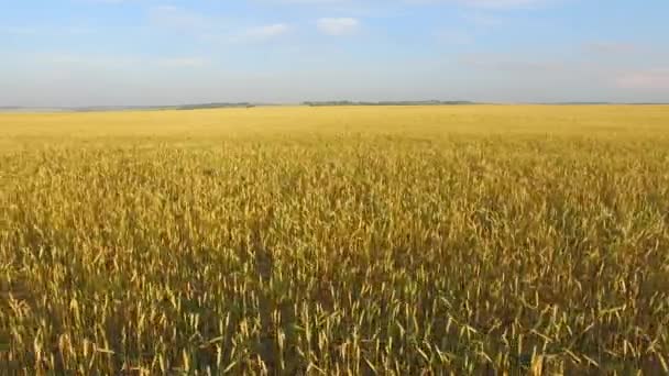 Um campo de trigo um campo de trigo — Vídeo de Stock