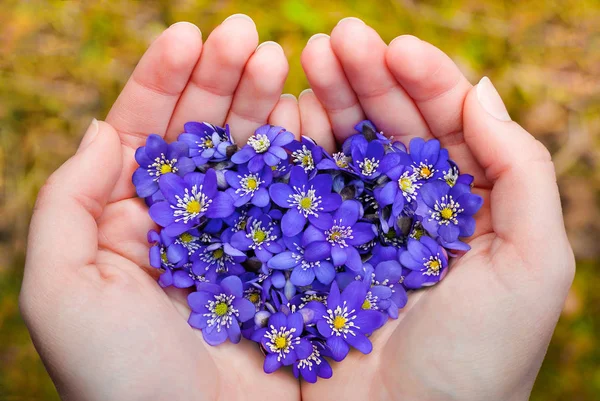 Mani tappate che tengono fiori viola primaverili a forma di cuore — Foto Stock