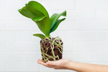 Orkide phalaenopsis dikim, toprak, kök ve yosun