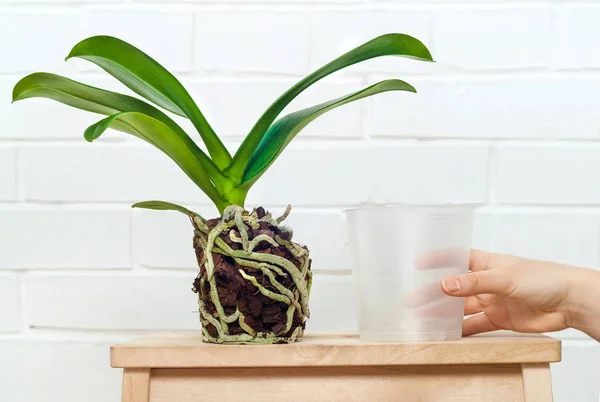 Orkide phalaenopsis dikim, toprak, kök ve yosun