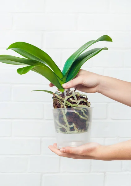 Orkide phalaenopsis dikim, toprak, kök ve yosun