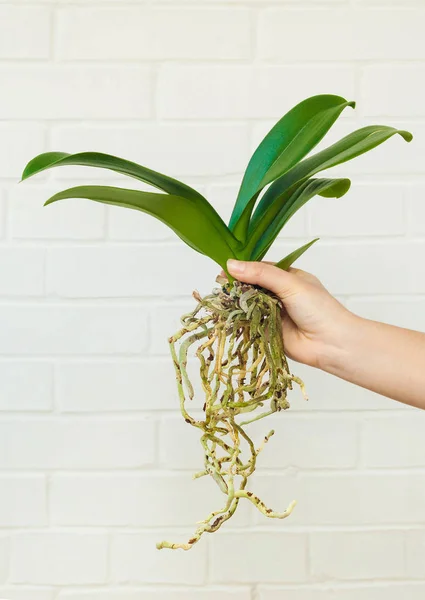 Orkide phalaenopsis dikim, toprak, kök ve yosun