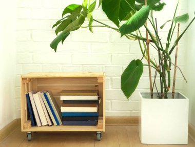 Arka plan olarak beyaz duvara karşı canavar bitkisi