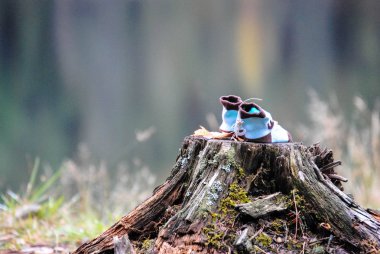 Bebek popoları yosunlarla kaplı bir kütükte.