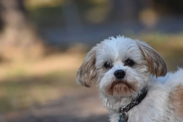Uzun saçlı Malta köpekleri