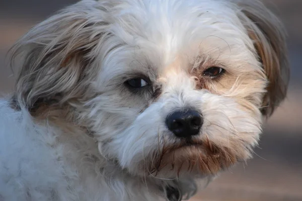 Uzun saçlı Malta köpekleri