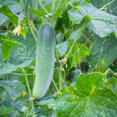 Bir dalda yeşil salatalık