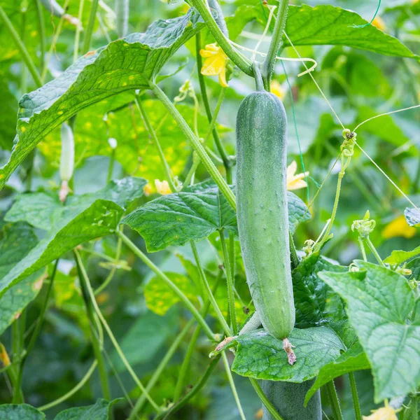 Bir dalda yeşil salatalık