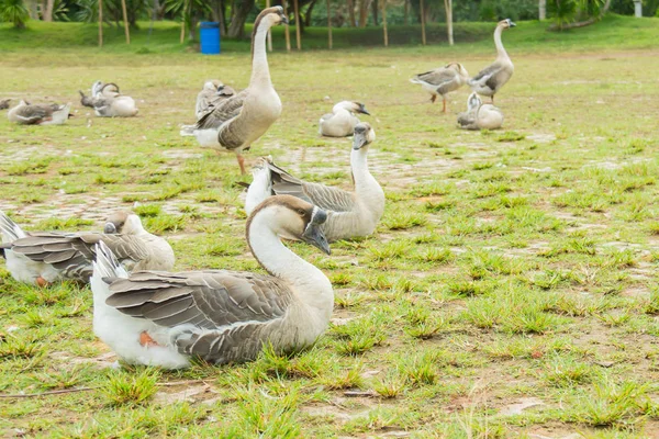 Goose on a meadow,Thailand — Stock Photo, Image