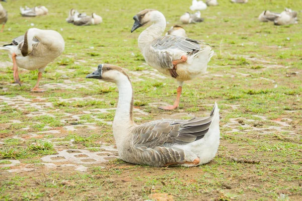 Gans auf einer Wiese, Thailand — Stockfoto