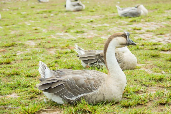 Gans auf einer Wiese, Thailand — Stockfoto