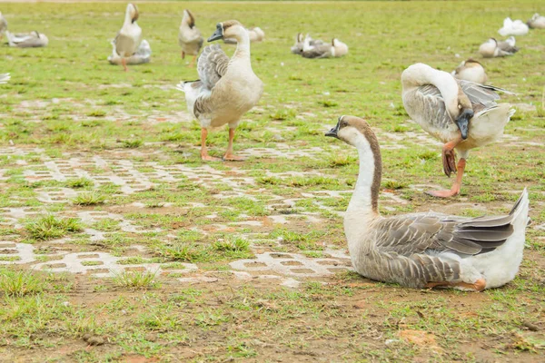 Goose on a meadow,Thailand — Stock Photo, Image