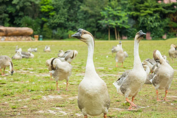 Gans auf einer Wiese, Thailand — Stockfoto