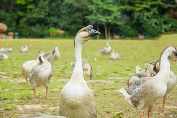 Goose on a meadow,Thailand — Stock Photo, Image