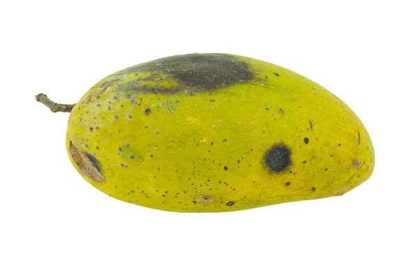 Mangos amarillos podridos aislados sobre fondo blanco —  Fotos de Stock