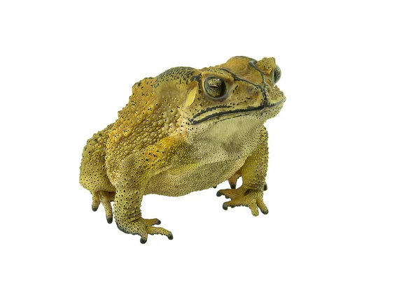 Toad isolated on white background — Stock Photo, Image