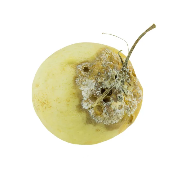 Cantaloupe podre isolado no fundo whited . — Fotografia de Stock