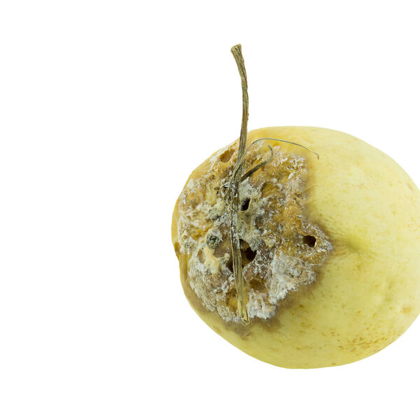 Cantaloupe rotten isolated on whited background.