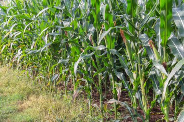  Tatlı Mısır alanında