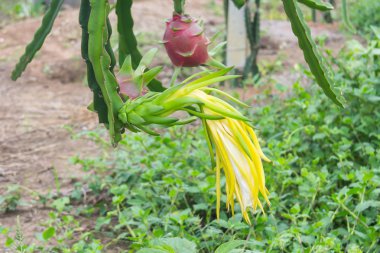 Dragon meyve, ağaç Pitaya