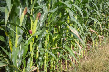 Tatlı Mısır alanında