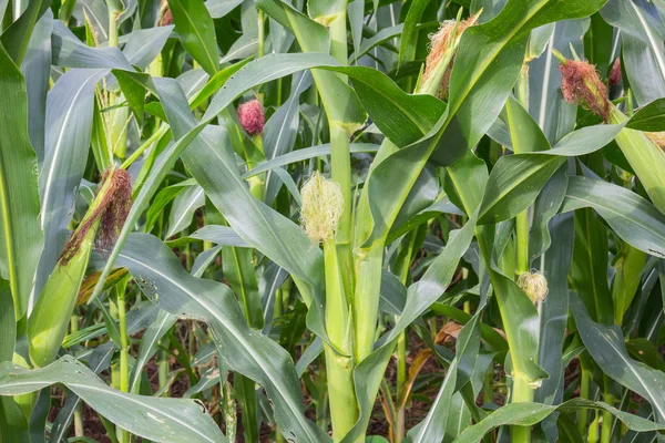 Tatlı Mısır alanında