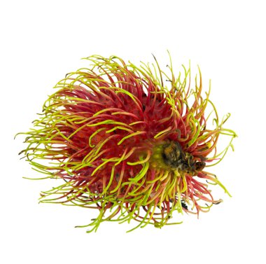 Rambutan beyaz arkaplanda izole edildi
