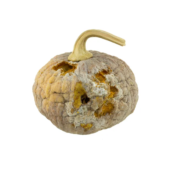 Rotten pumpkin isolated on white background — Stock Photo, Image
