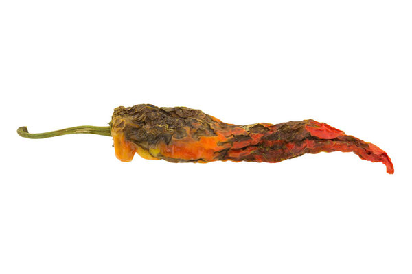  rotten pepper isolated on white background