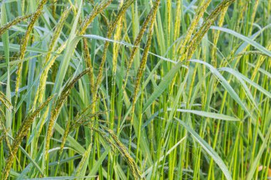 Çeltik pirinç alan arka bahçesinde