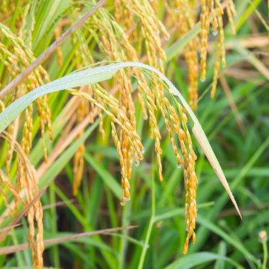 Çeltik pirinç alan arka bahçesinde